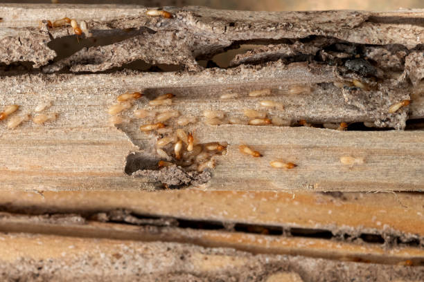Best Wildlife Control Services  in Walnut Grove, GA